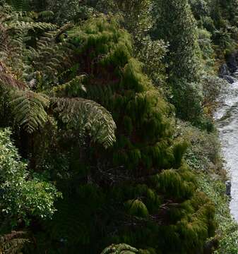 Image of Dacrydium