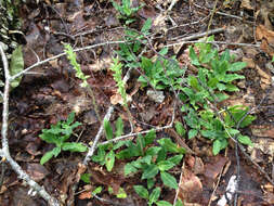 Image of Giant Rattlesnake-plantain