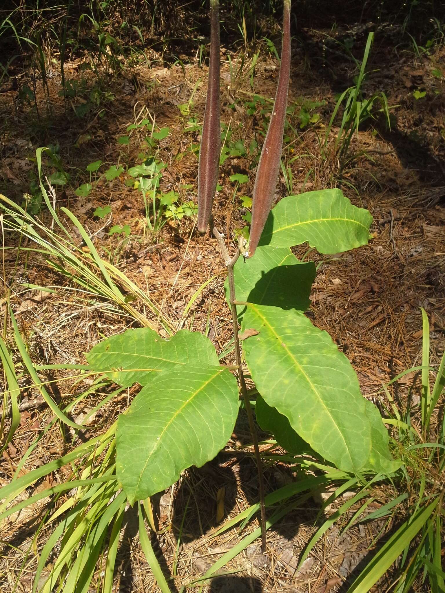 Image of redring milkweed