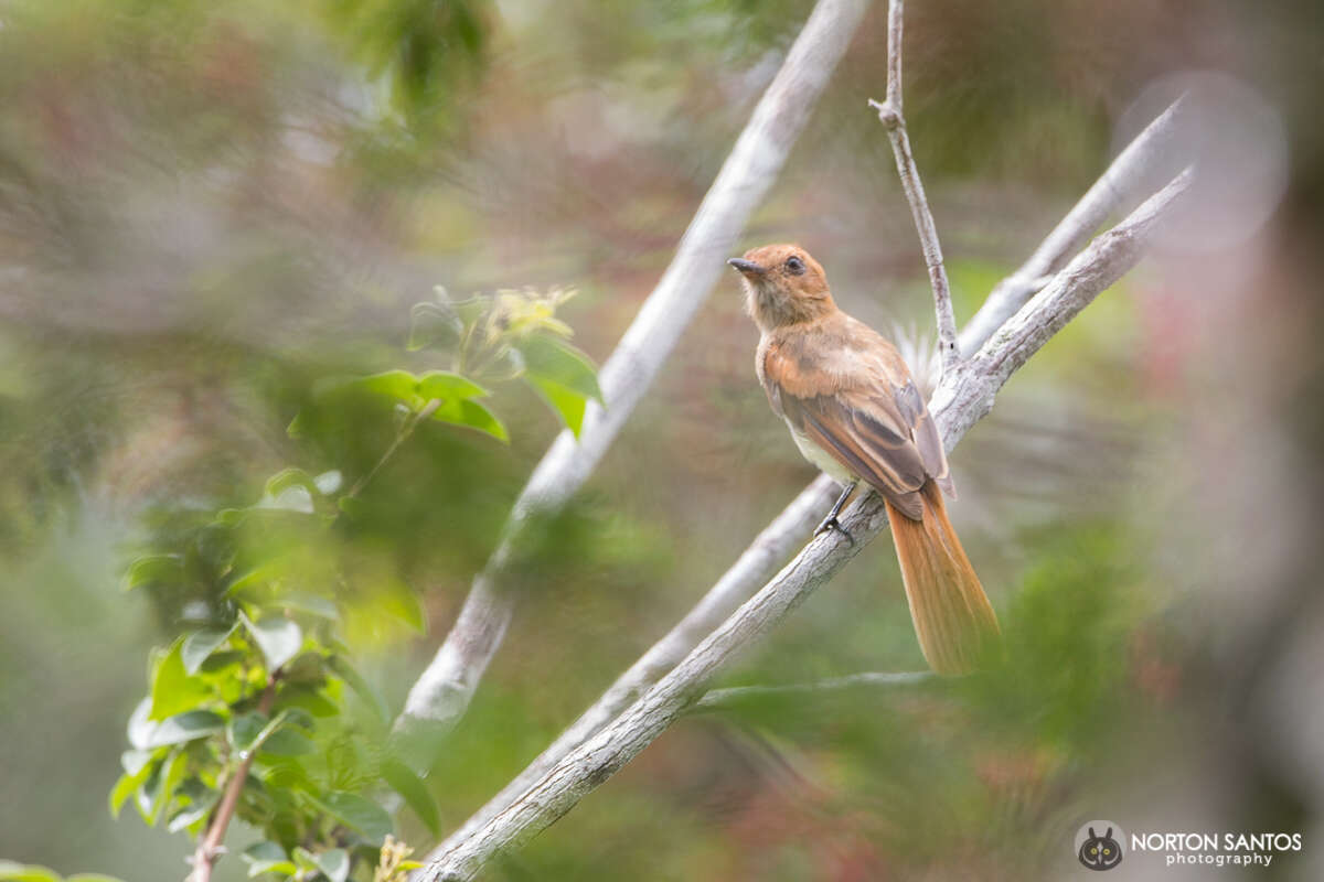 Casiornis fuscus Sclater, PL & Salvin 1873的圖片