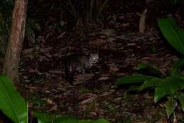 Image of Oriental Civet