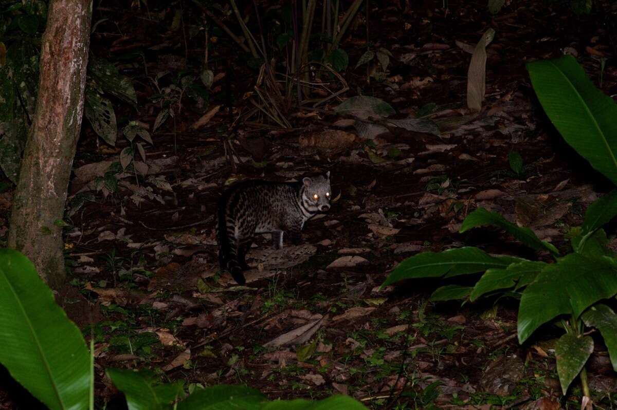 Image of Oriental Civet