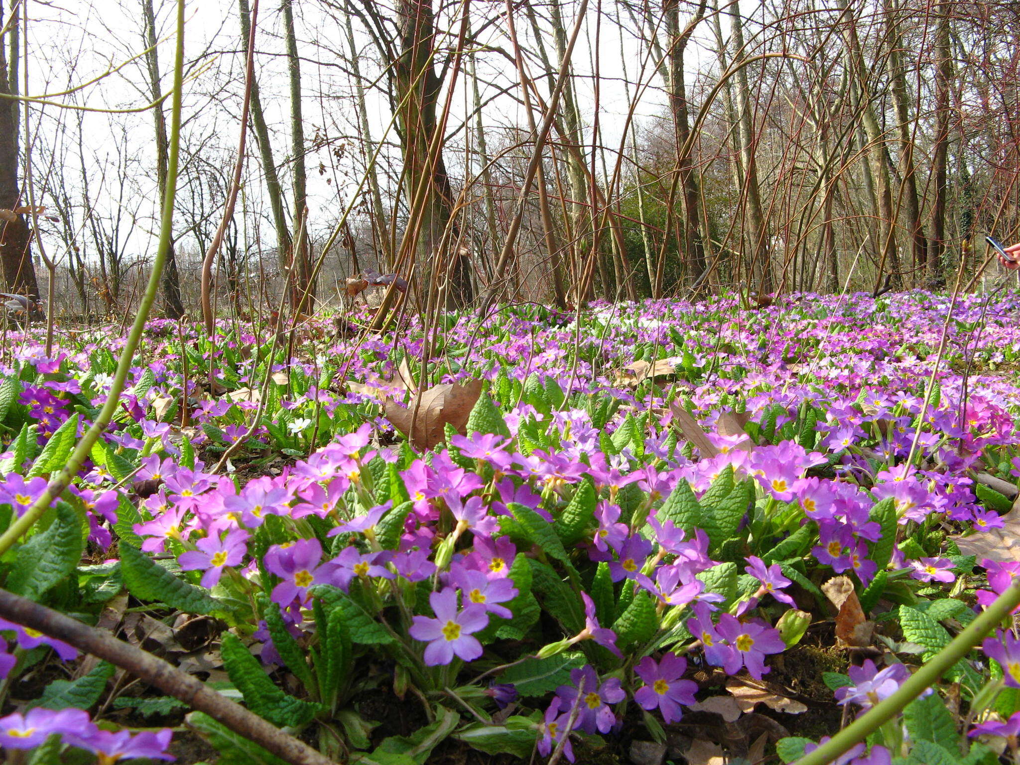 Image of Primula acaulis subsp. rubra (Sm.) Greuter & Burdet