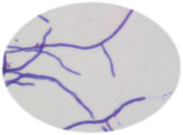 Image of Actinomycetales