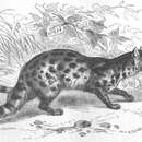 Image of Large-spotted Civet