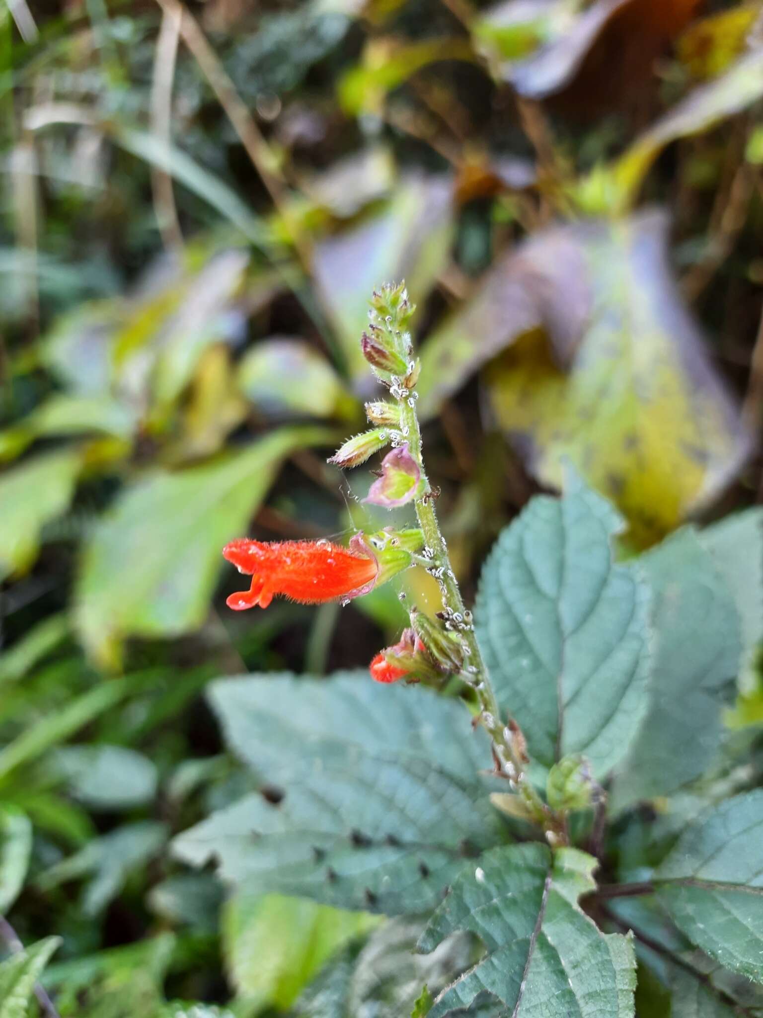 Image of Salvia melissiflora Benth.