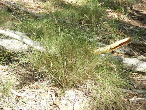 Image of Enteropogon unispiceus (F. Muell.) Clayton