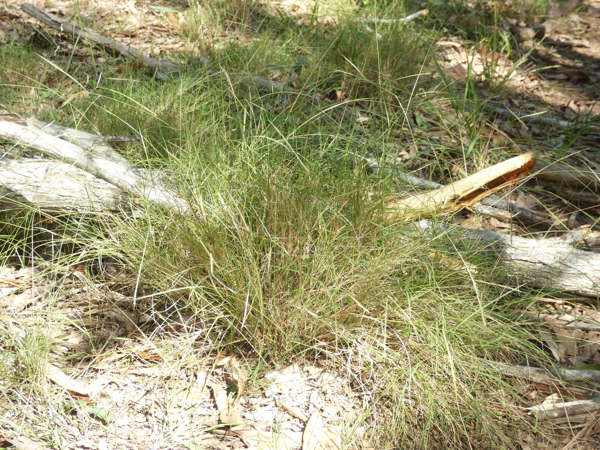 Image of Enteropogon unispiceus (F. Muell.) Clayton