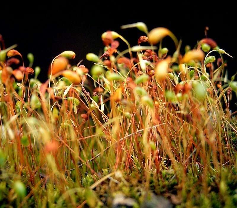 Image of Cord Moss