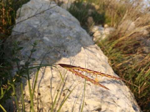 Image of Andropogon distachyos L.