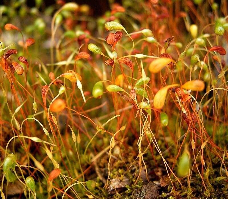 Image of Cord Moss