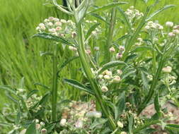 Image of Wing-Stem Camphorweed