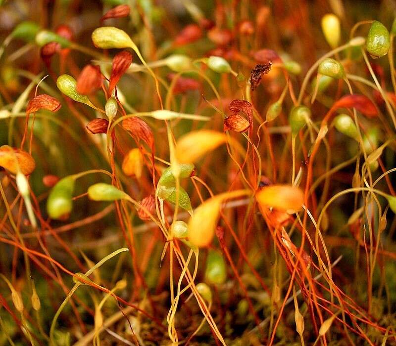 Image of Cord Moss