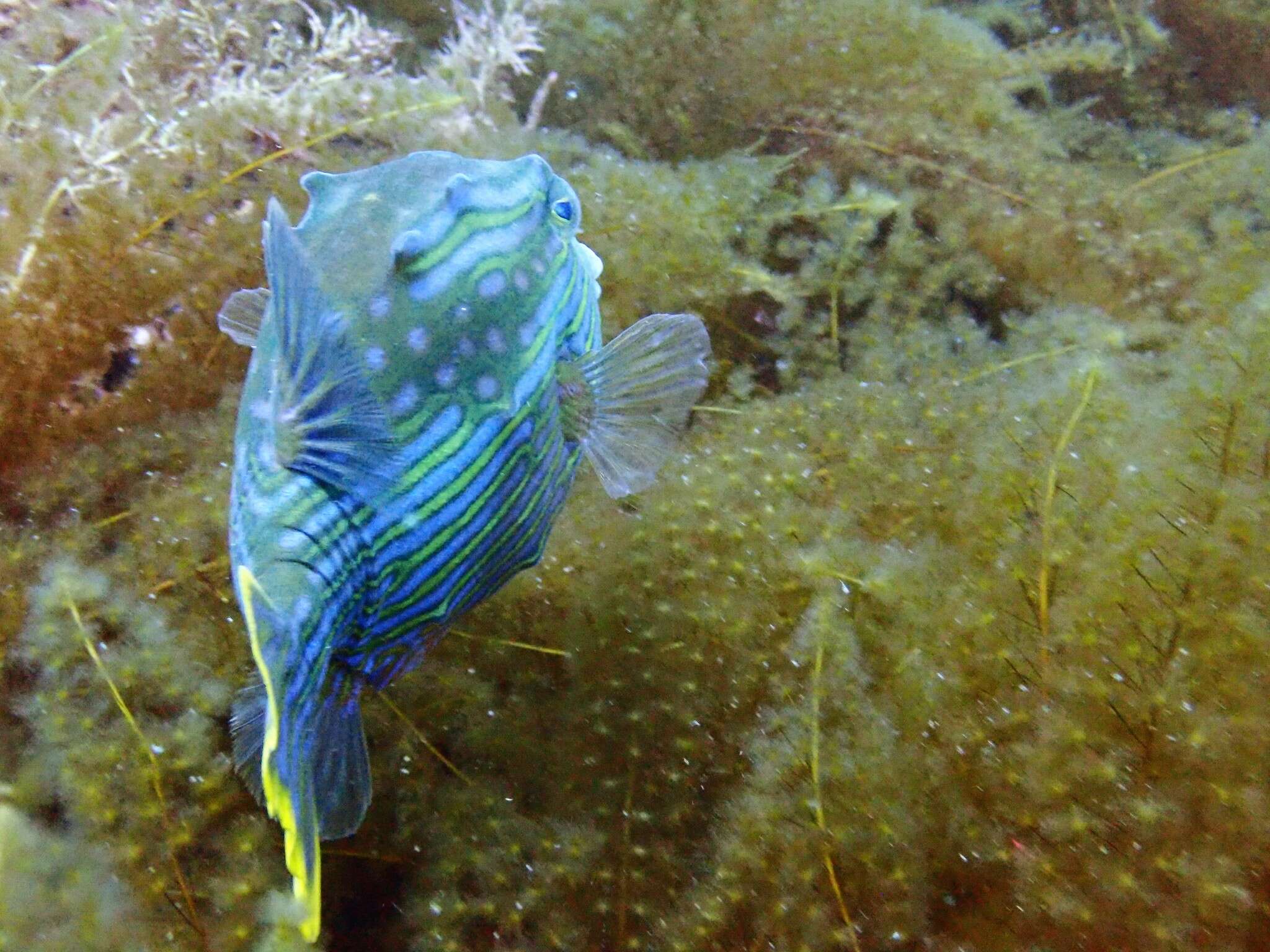 Image of Shaw&#39;s cowfish