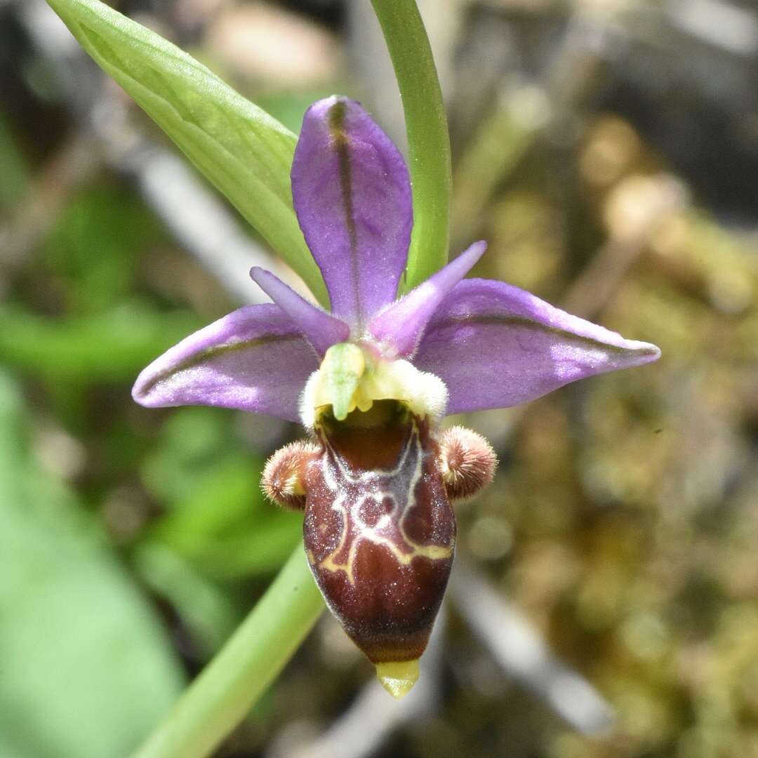 Image of Woodcock bee-orchid