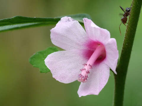 Image of Caesarweed