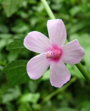 Image of Caesarweed