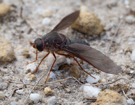 Image of Comptosia insignis Walker 1849