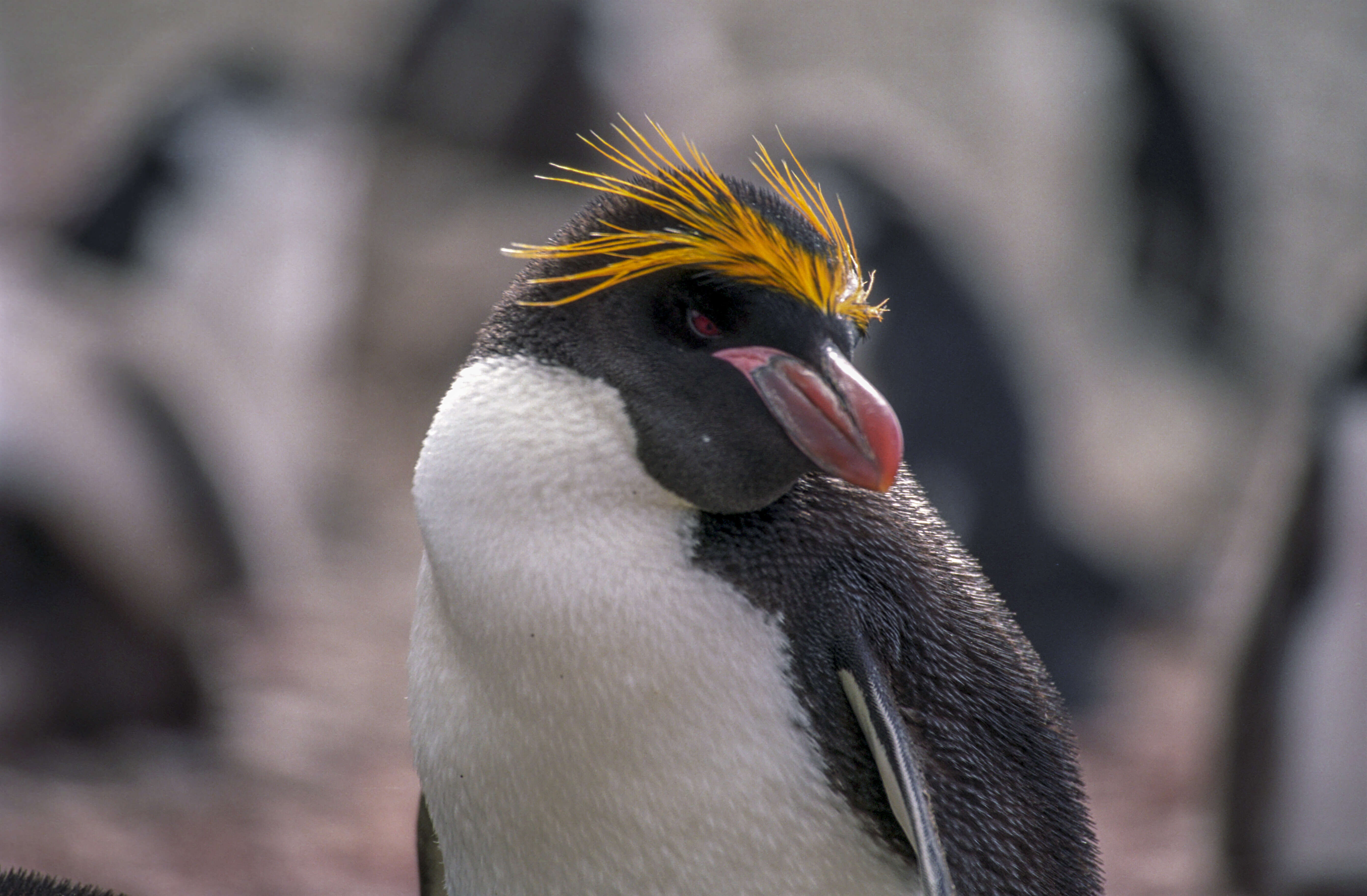 Image of Macaroni Penguin