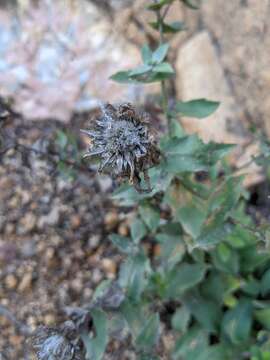 Image of Centaurea pectinata L.