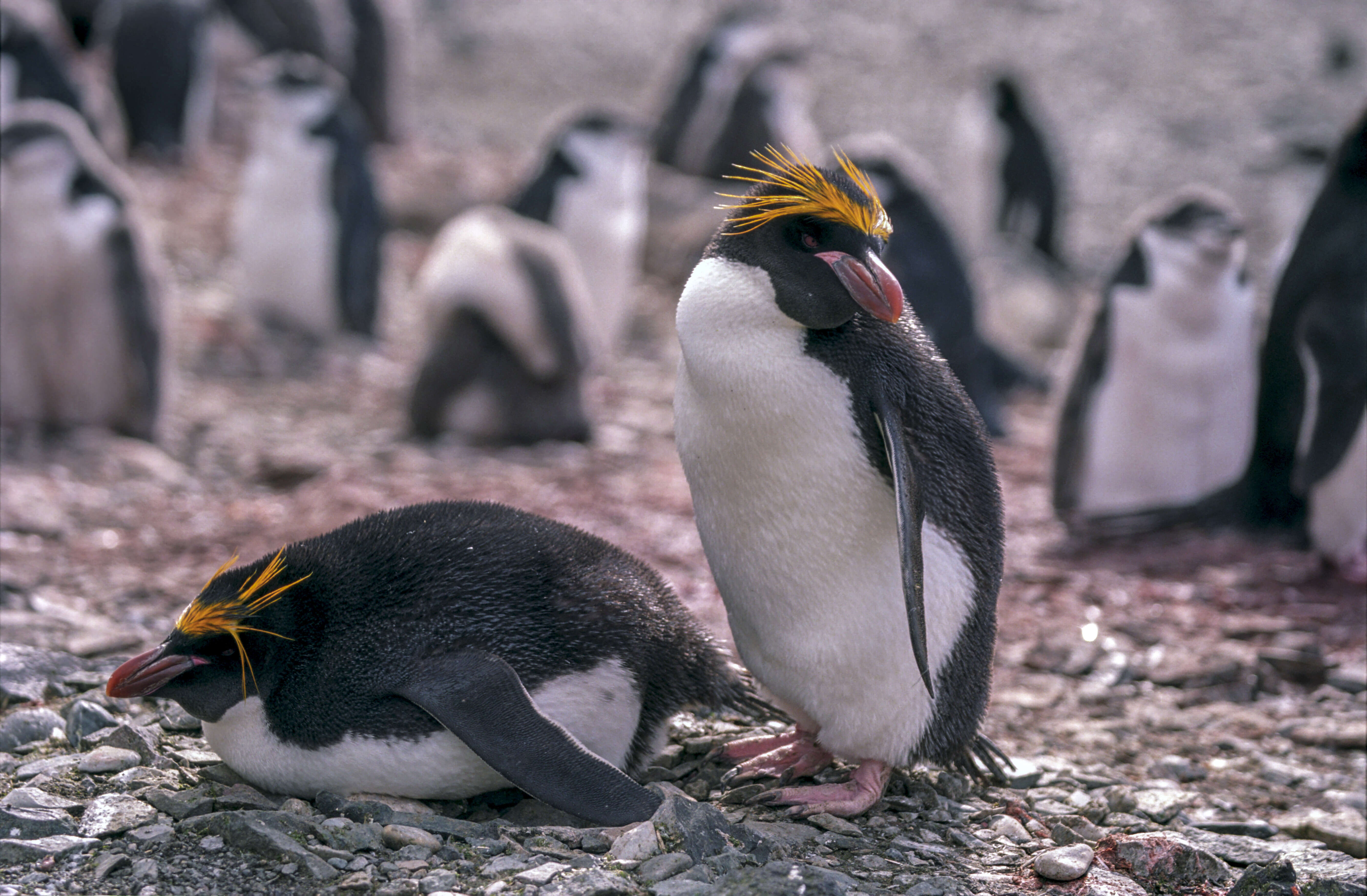 Image of Macaroni Penguin