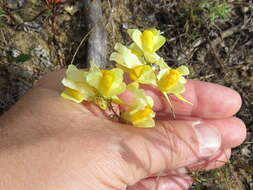 Image of Common Toadflax