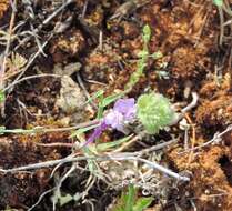 Plancia ëd Linaria amethystea subsp. amethystea