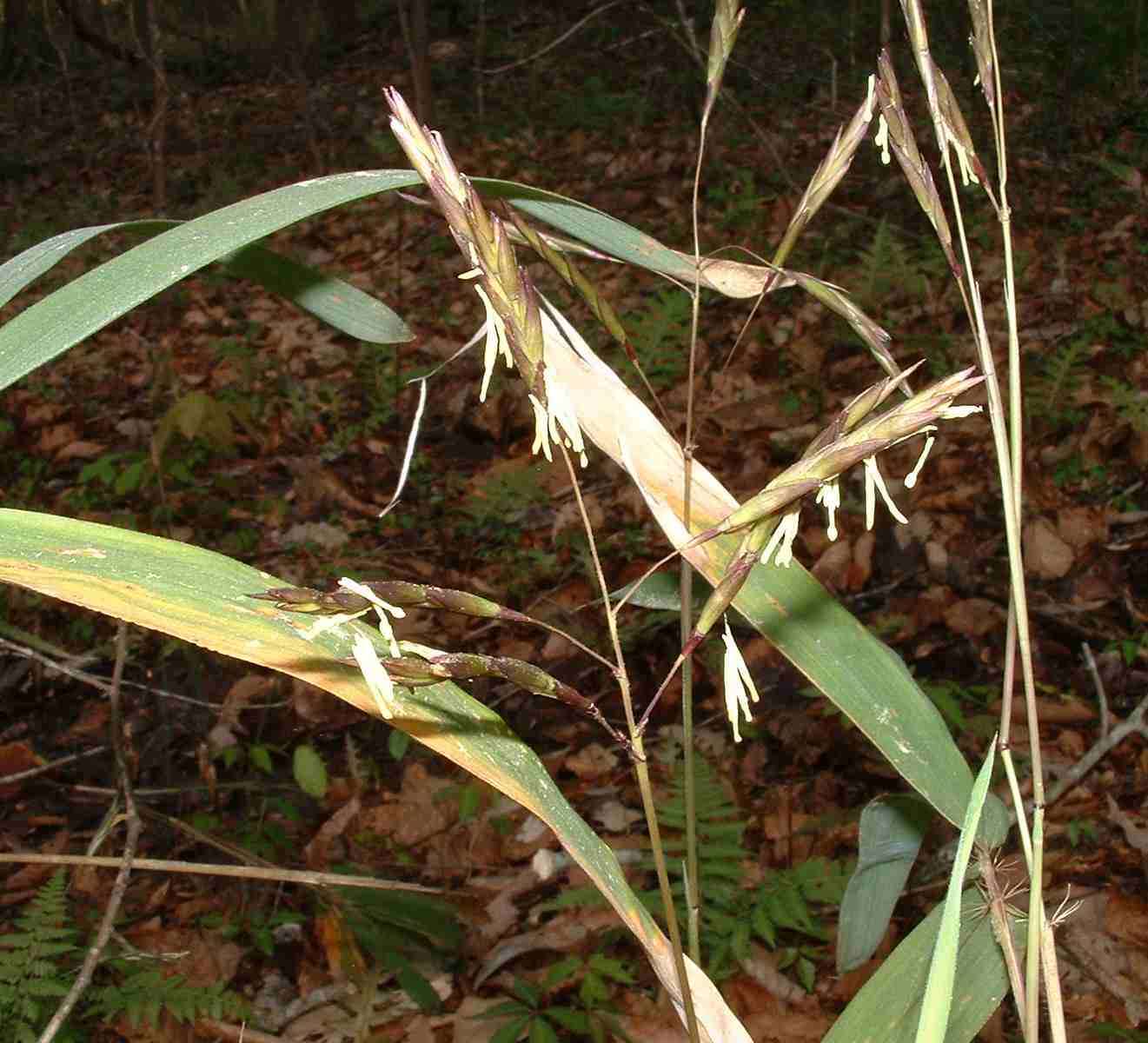 Слика од Arundinaria gigantea (Walter) Muhl.