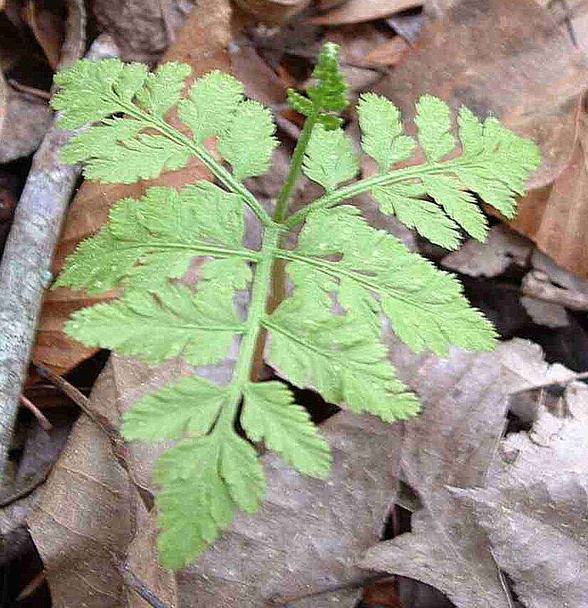 Image of grapefern