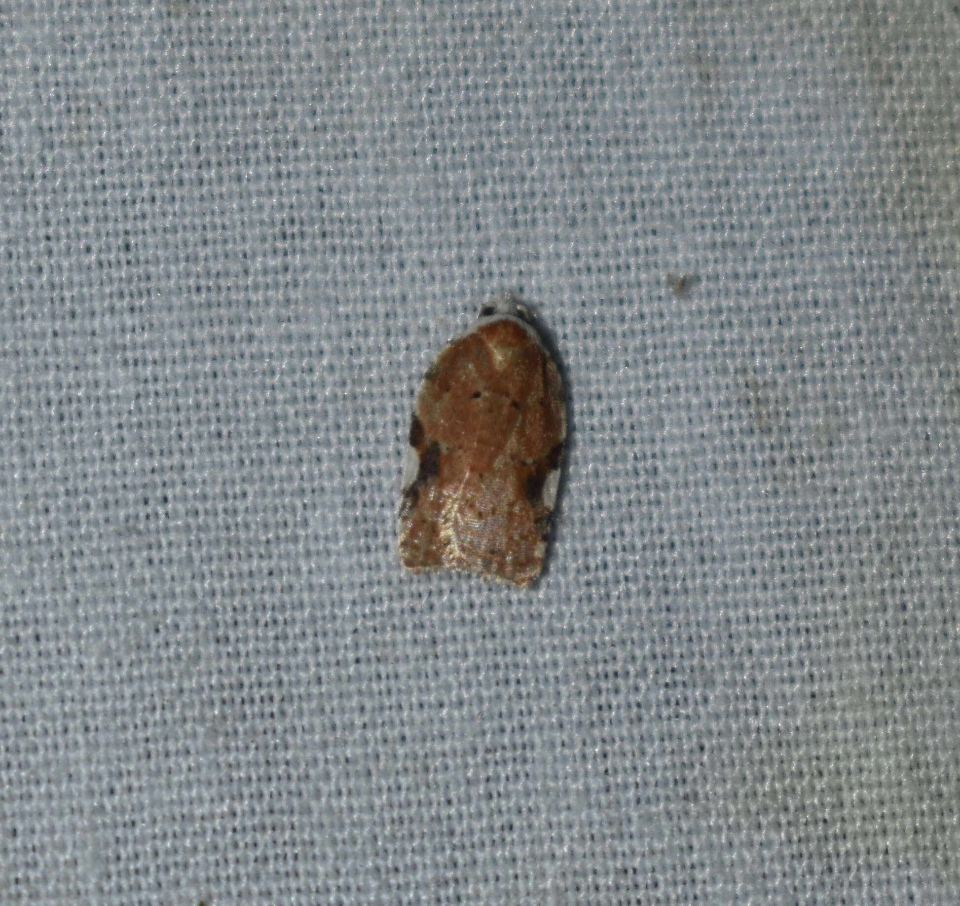 Image of Acleris cervinana Fernald 1882