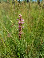 Image of Disa patula var. transvaalensis Summerh.