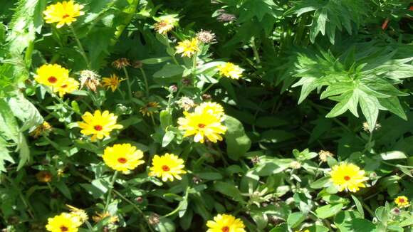 Image of pot marigold