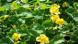 Image of Garden Nasturtium