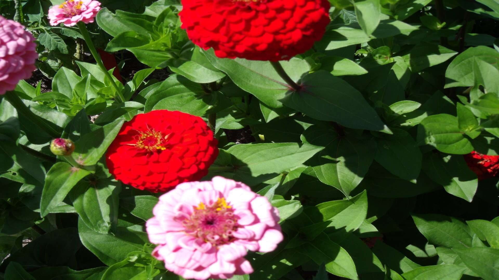 Image of ELEGANT ZINNIA