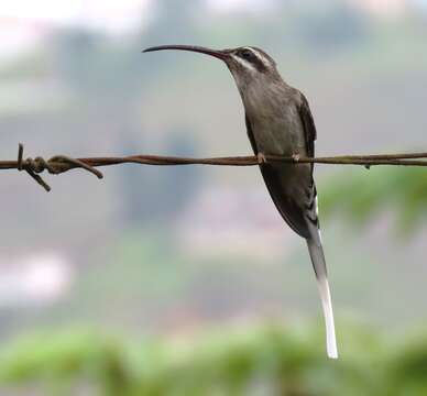 Image of Sooty-capped Hermit