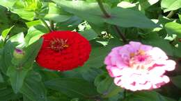 Image of ELEGANT ZINNIA