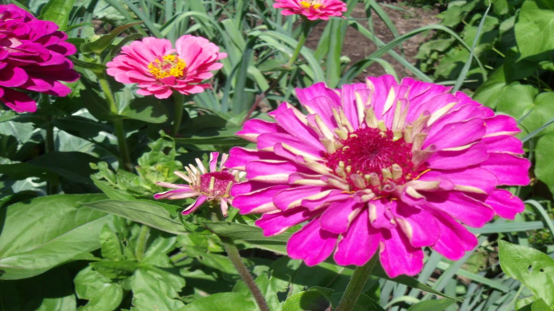 Imagem de Zinnia elegans Jacq.