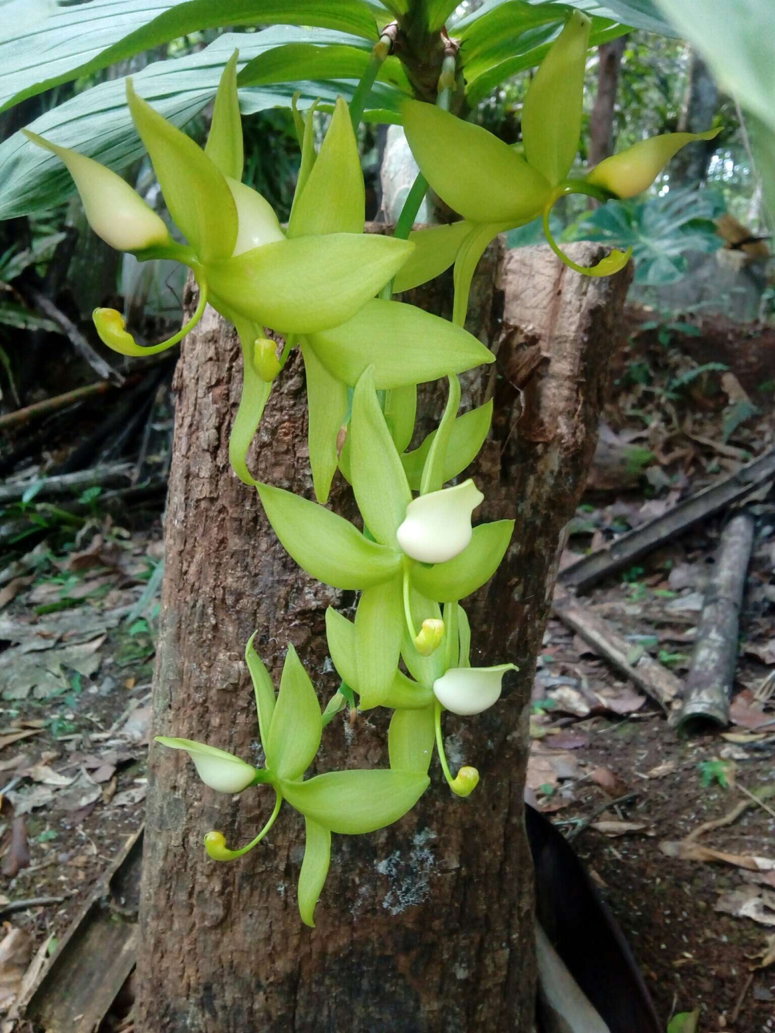 Image of Cycnoches ventricosum Bateman