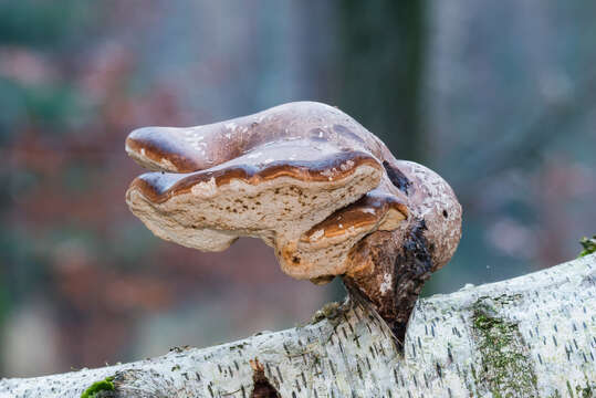 Image of birch polypore