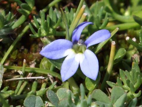 Image de Lobelia galpinii Schltr.