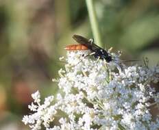 Image of Ichneumon devinctor Say 1825