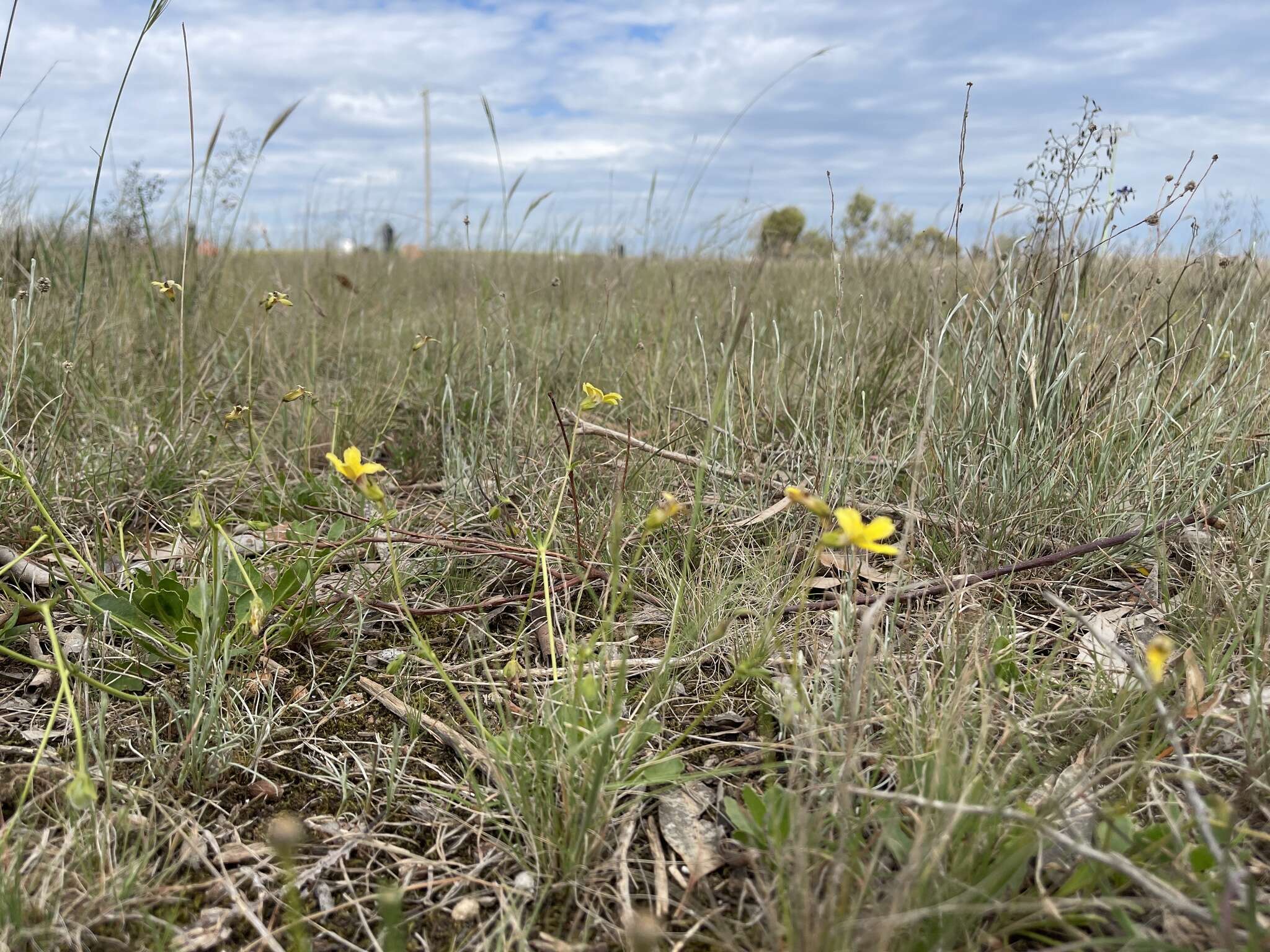 Image of Goodenia paradoxa