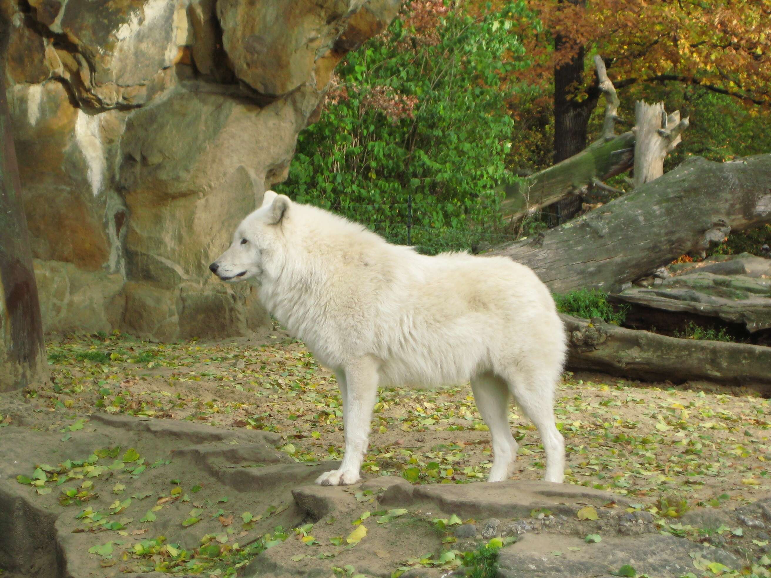 Image of Arctic wolf