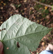 صورة Stigmella tiliae (Frey 1856) Beirne 1945