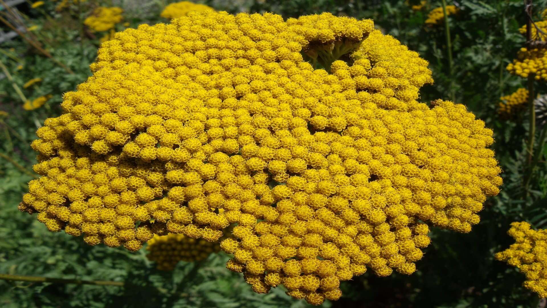 Imagem de Achillea filipendulina Lam.