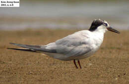 Image of Common Tern