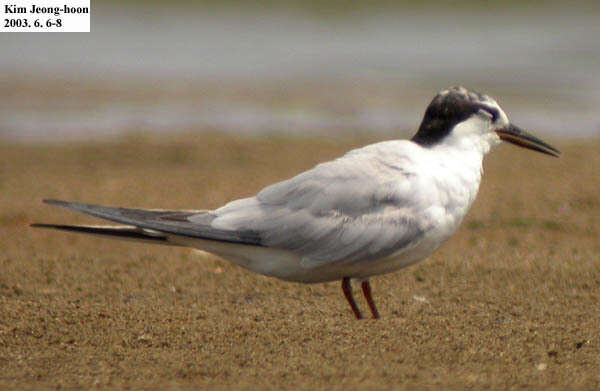 Image of Common Tern