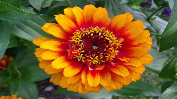 Image of ELEGANT ZINNIA