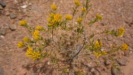 Image of Pteronia paniculata Thunb.