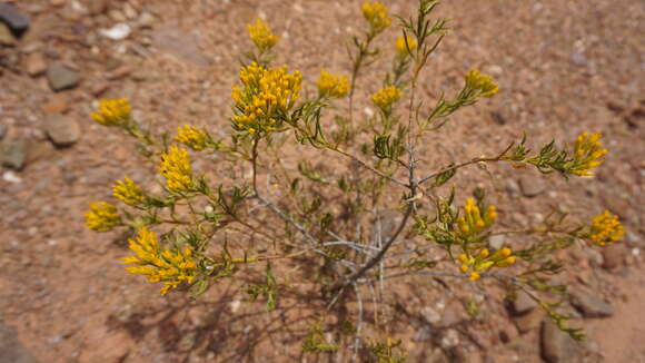 Image of Pteronia paniculata Thunb.